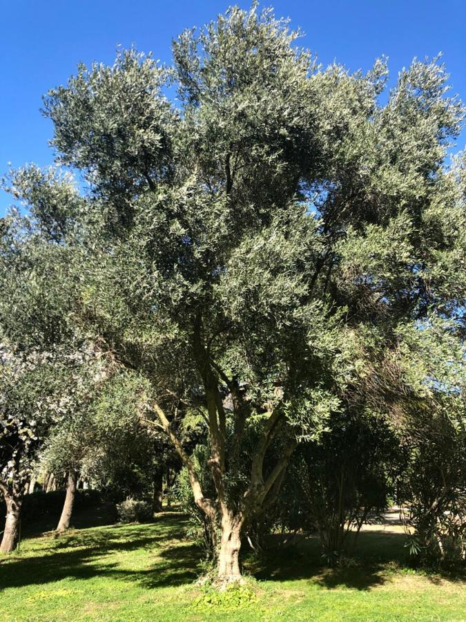 Le Nid Des Corbieres Acomodação com café da manhã Bizanet Exterior foto